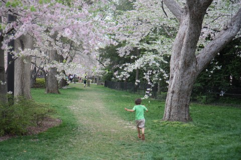 Running Through the Cherry Blossoms